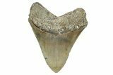Serrated, Fossil Megalodon Tooth - North Carolina #340849-1